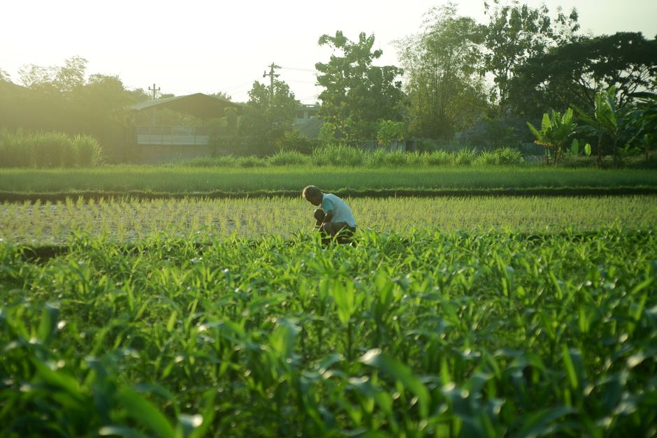 Agriculture Fields