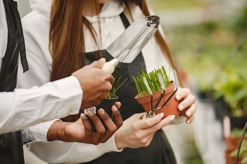 Outdoor Plants