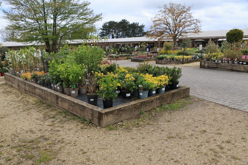 Flowering Plants