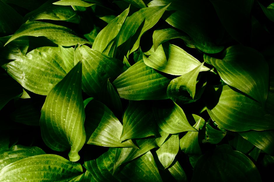 Greenery