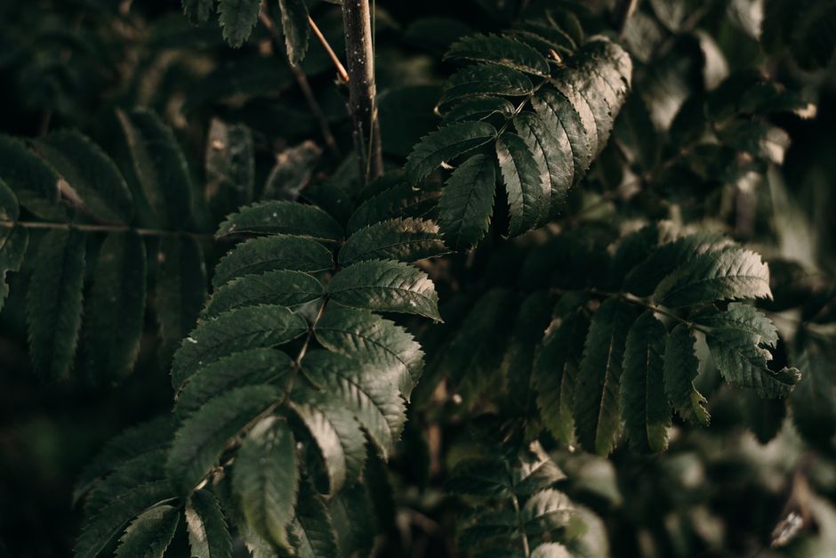 Foliage Plants