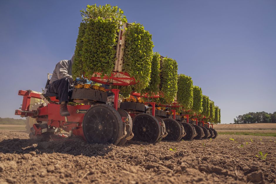 Plant Cultivation
