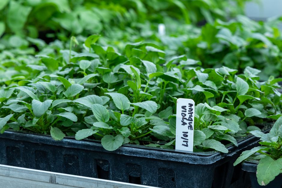 Ornamental Plants