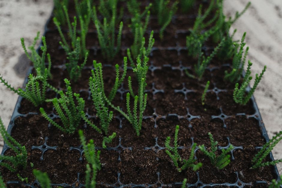Seedlings